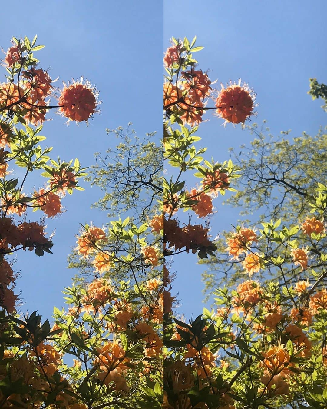 ブライアン・メイさんのインスタグラム写真 - (ブライアン・メイInstagram)「I thought I had lost this Azalea ! Well, it’s a long story ... but today it waved it’s wonderful mandarin-coloured blooms against a blue sky and gave me the joy of rediscovery. For those of you who are interested in these things, this is a deciduous Azalea, and, I think quite ancient and rare. It becomes completely like a dead bunch of twigs in the winter, yet burst forth each spring with bright green foliage. It’s very similar inhabit to the bright yellow variety which populates my part of Surrey almost like a weed, but wafts the most heavenly perfume into the air as you pass by. This one is .... well, to me, precious. Swipe for stereos - first parallel, then cross-eyed. OK ? Enjoy with me ! Bri」5月16日 12時21分 - brianmayforreal