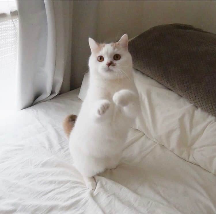 PECOねこ部さんのインスタグラム写真 - (PECOねこ部Instagram)「「キャッチするにゃ！」﻿ #白熱したお遊びタイム✨﻿ #両足で立ち上がって﻿ #がっつりキャッチの姿勢﻿ #おててがキュートすぎます…💖﻿ ﻿ 素敵な写真を投稿してくださったのは…﻿ #regram : @_purinneko_ さん﻿ 他にも素敵なお写真がたくさんあるので、ぜひ遊びに行ってみてください♪﻿ ﻿ #ペコねこ部 をつけて投稿すると…﻿ PECOで楽しくご紹介させていただきます」5月16日 12時21分 - pecocats