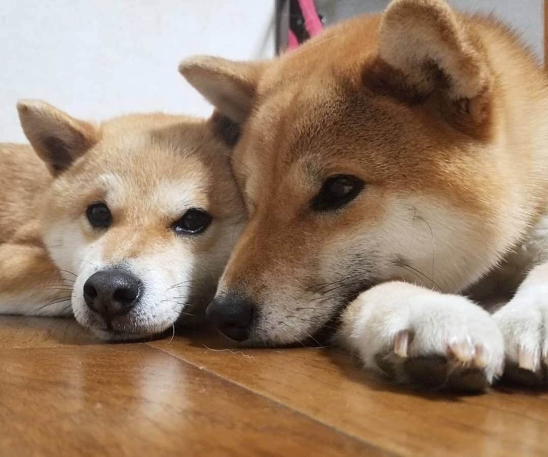 柴犬たま Shibainu Tamaさんのインスタグラム写真 - (柴犬たま Shibainu TamaInstagram)「相変わらずの仲良し親子🐶💓🐶 * Caption trans🇬🇧 They are good friends🐶💓🐶 * #柴犬たま #たママ #たま家族 #柴犬ミケ #仲良し親子 #ぴったり #あご乗せ #寝顔 #うとうと #かなりひし形 #柴犬 #shiba #shibainu #shibastagram #犬 #dog #多頭飼い」5月16日 12時35分 - tama7653