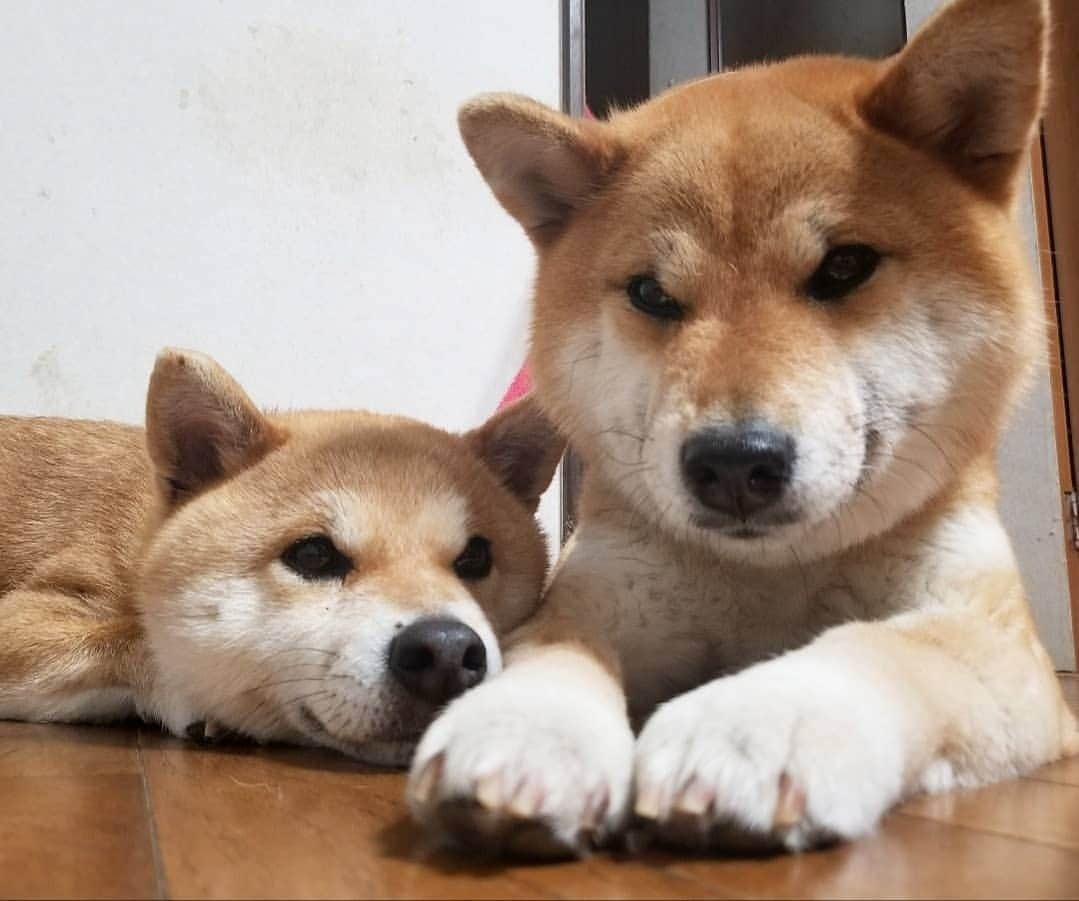 柴犬たま Shibainu Tamaさんのインスタグラム写真 - (柴犬たま Shibainu TamaInstagram)「相変わらずの仲良し親子🐶💓🐶 * Caption trans🇬🇧 They are good friends🐶💓🐶 * #柴犬たま #たママ #たま家族 #柴犬ミケ #仲良し親子 #ぴったり #あご乗せ #寝顔 #うとうと #かなりひし形 #柴犬 #shiba #shibainu #shibastagram #犬 #dog #多頭飼い」5月16日 12時35分 - tama7653