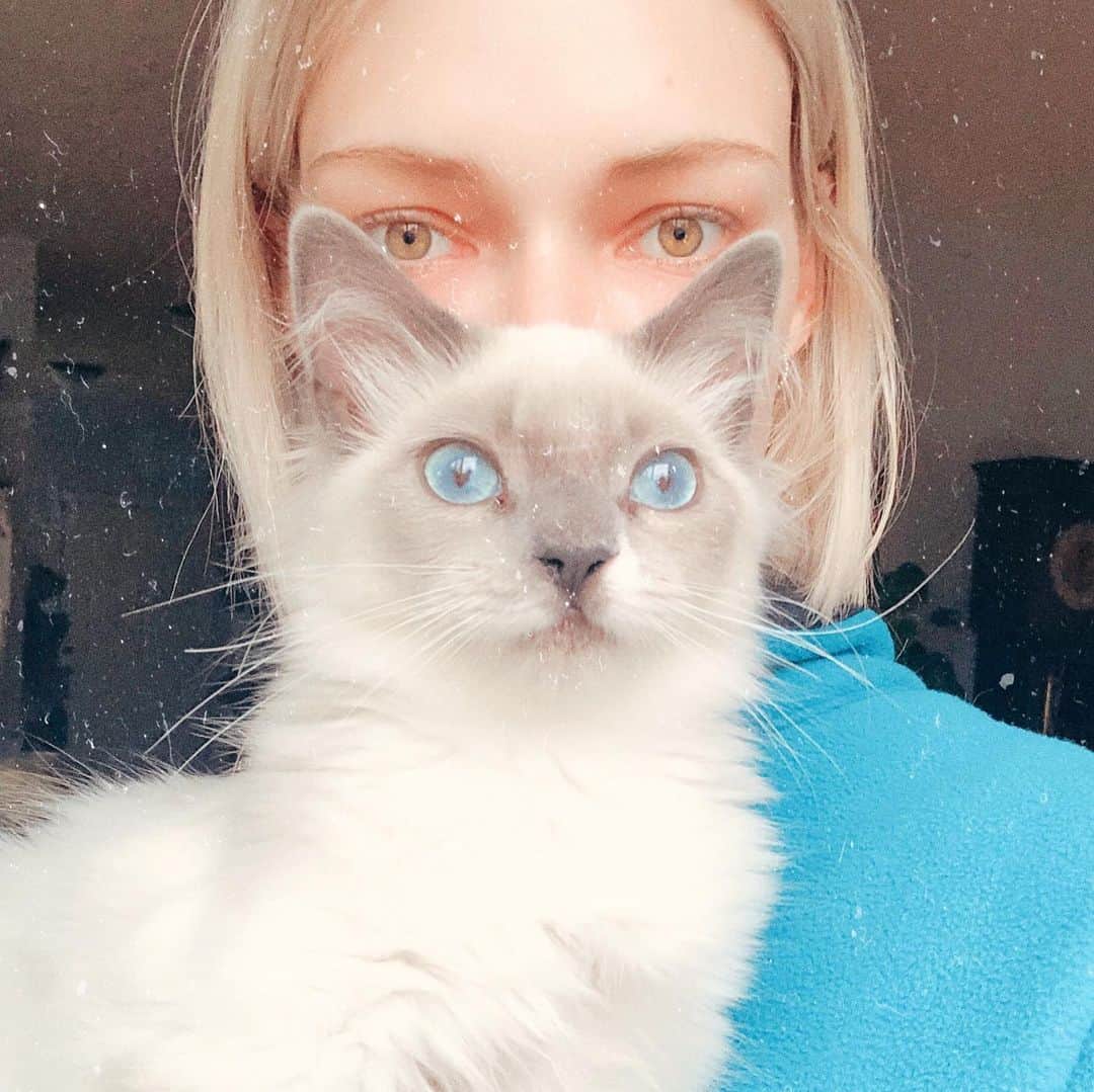 ステファニー・ミチョヴァのインスタグラム：「Meow! are you a cat or a dog person? 🐱 #고양이」