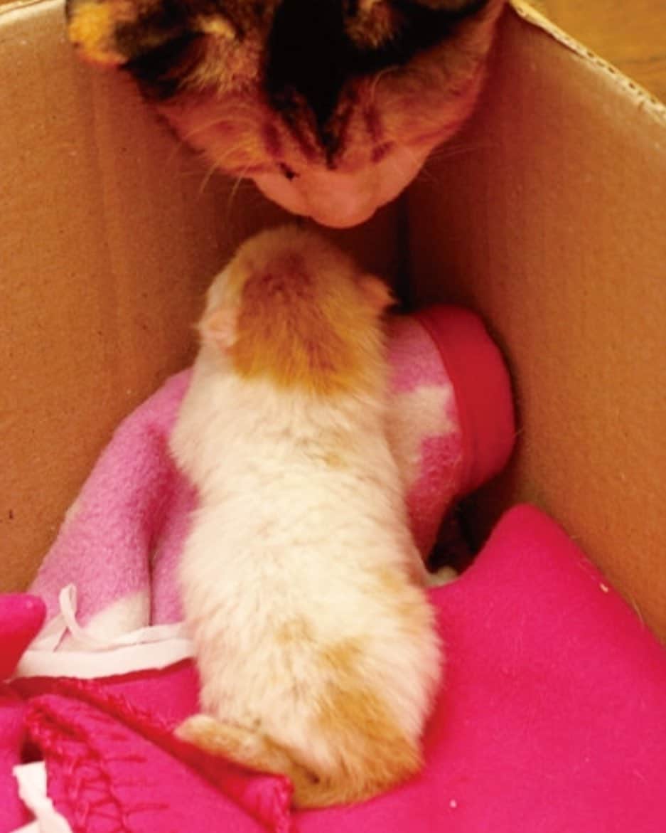 Kachimo Yoshimatsuさんのインスタグラム写真 - (Kachimo YoshimatsuInstagram)「やさしいみっちゃん。 kindle版「文庫版続うちの猫ら」発売中！拡大して新たな発見を！ #uchinonekora #okaki #mitsumame #kindle #neko #cat #catstagram #kachimo #猫 #ねこ #うちの猫ら http://kachimo.exblog.jp」5月16日 13時05分 - kachimo