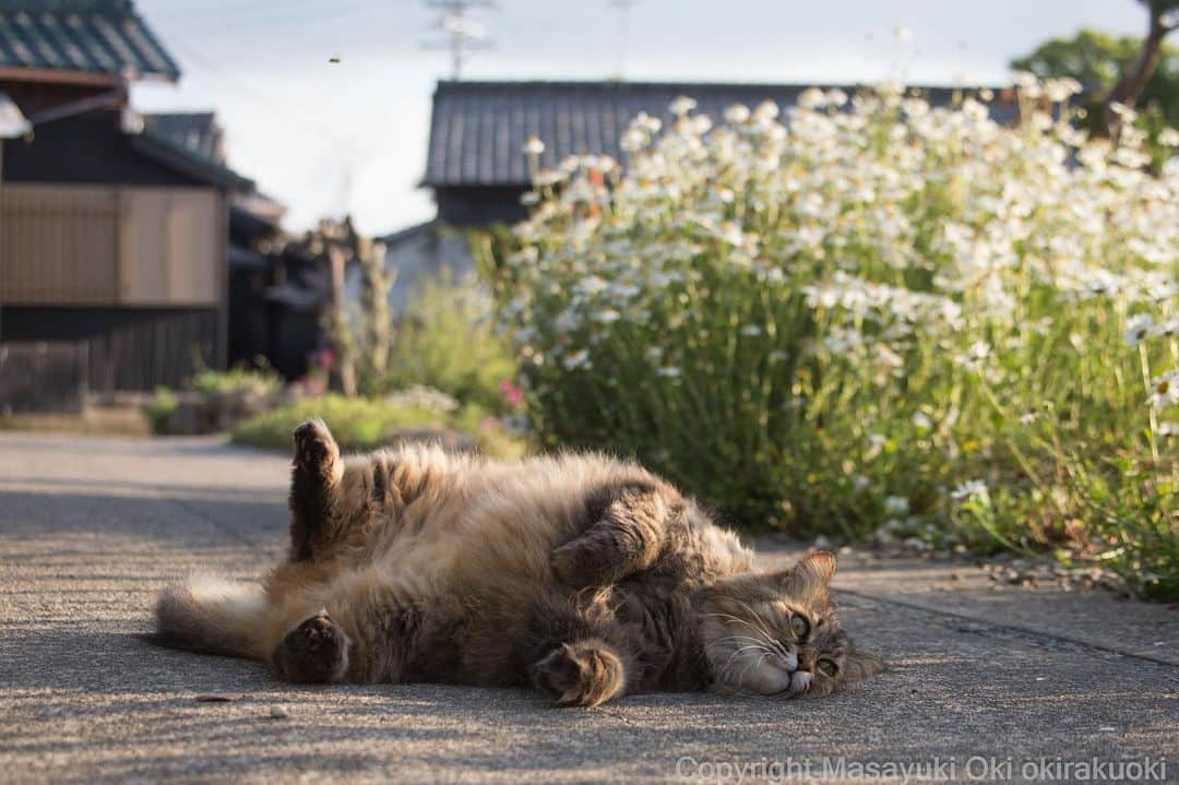 Masayukiさんのインスタグラム写真 - (MasayukiInstagram)「もふもふさん。  #cat #ねこ」5月16日 13時11分 - okirakuoki