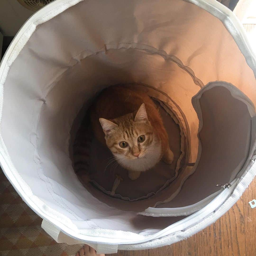 金巻ともこさんのインスタグラム写真 - (金巻ともこInstagram)「洗濯カゴに入らないでください。 #kurohakuchai #tabby #orangetabby #cat #猫 #茶トラ」5月16日 13時33分 - tomotomoco