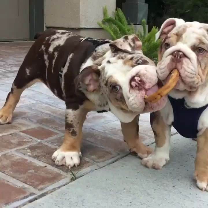 Oprahnbooのインスタグラム：「Chocolate merles.  #englishbulldog #merle #dogsoftheday #dogsofinstagram #dogiftheworld #males #14weeksold #lovethem #like #tag #share #amazinglines」