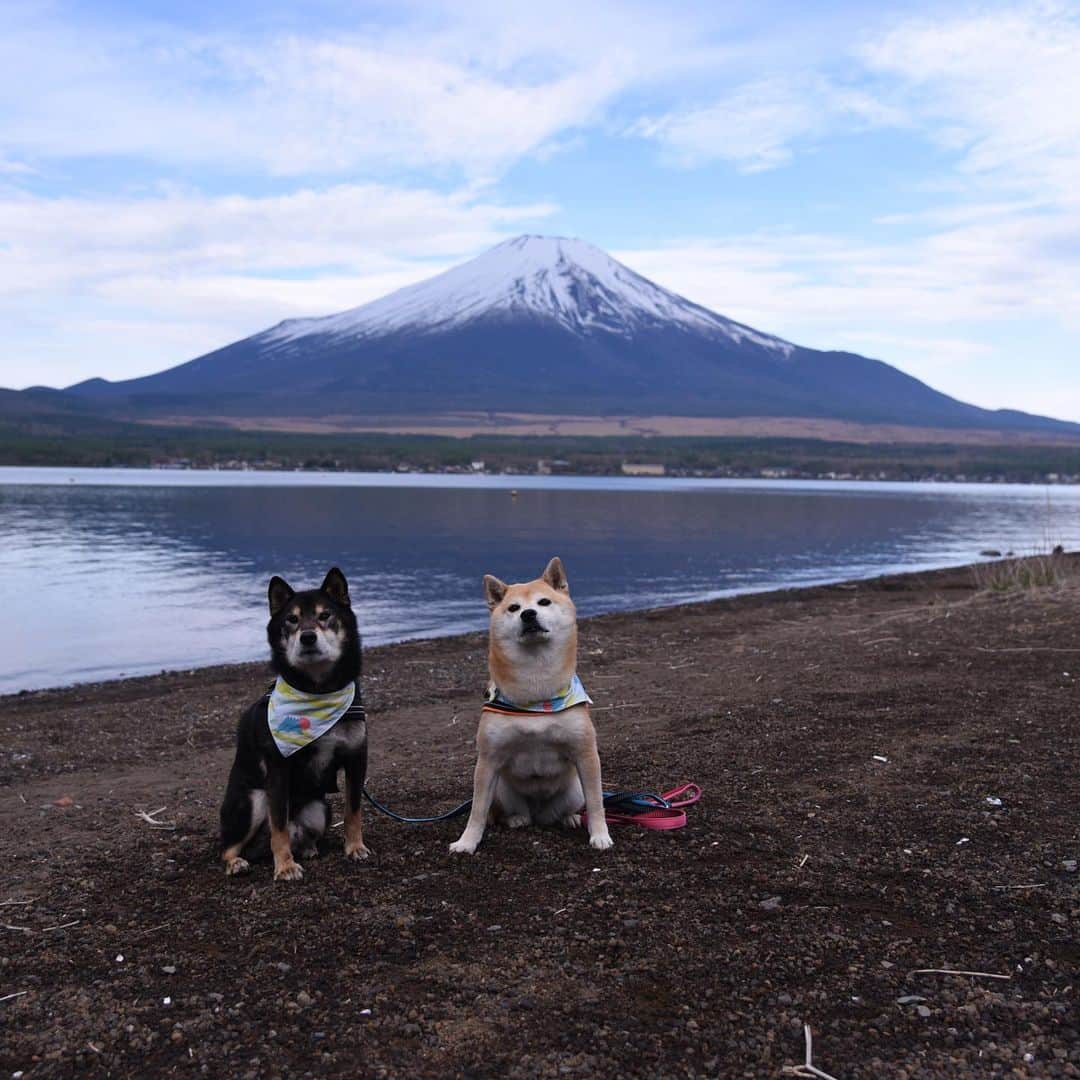 がんちゃんさんのインスタグラム写真 - (がんちゃんInstagram)「#てんタッキー富士山の旅  3日目 2019年5月9日  2日目にくっきり綺麗な姿を堪能できた富士山🗻。3日目は曇り予報で朝5時には霧が出ていたので諦めていました。  しかし6時にはドッグランで富士山が見えました♪楽しそうにランするドッグ達😊  車に乗って山中湖畔へ🚗 前日より雪が溶けた姿を見せてくれました🗻」5月16日 14時16分 - kota2ann