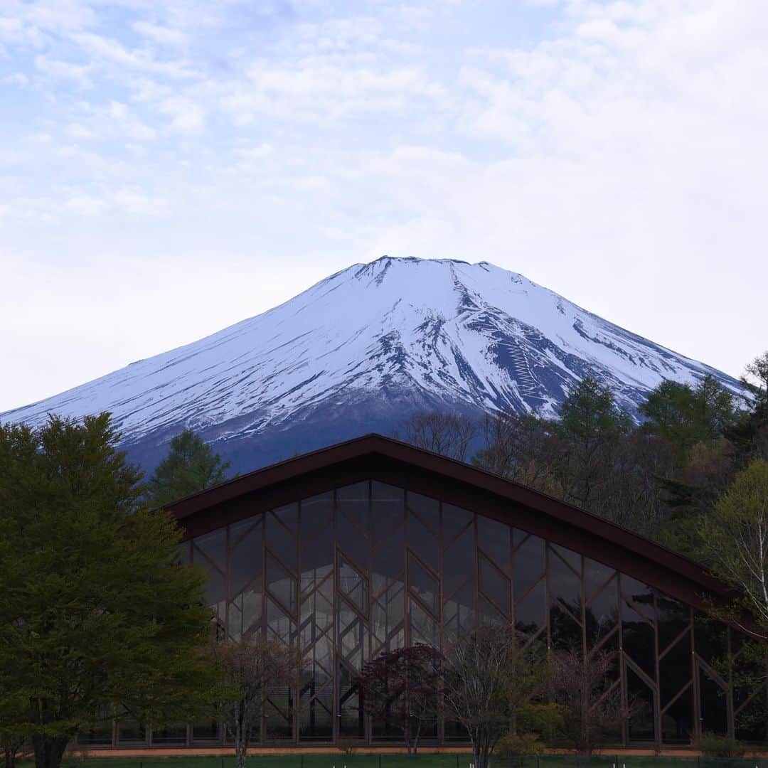 がんちゃんさんのインスタグラム写真 - (がんちゃんInstagram)「#てんタッキー富士山の旅  3日目 2019年5月9日  2日目にくっきり綺麗な姿を堪能できた富士山🗻。3日目は曇り予報で朝5時には霧が出ていたので諦めていました。  しかし6時にはドッグランで富士山が見えました♪楽しそうにランするドッグ達😊  車に乗って山中湖畔へ🚗 前日より雪が溶けた姿を見せてくれました🗻」5月16日 14時16分 - kota2ann