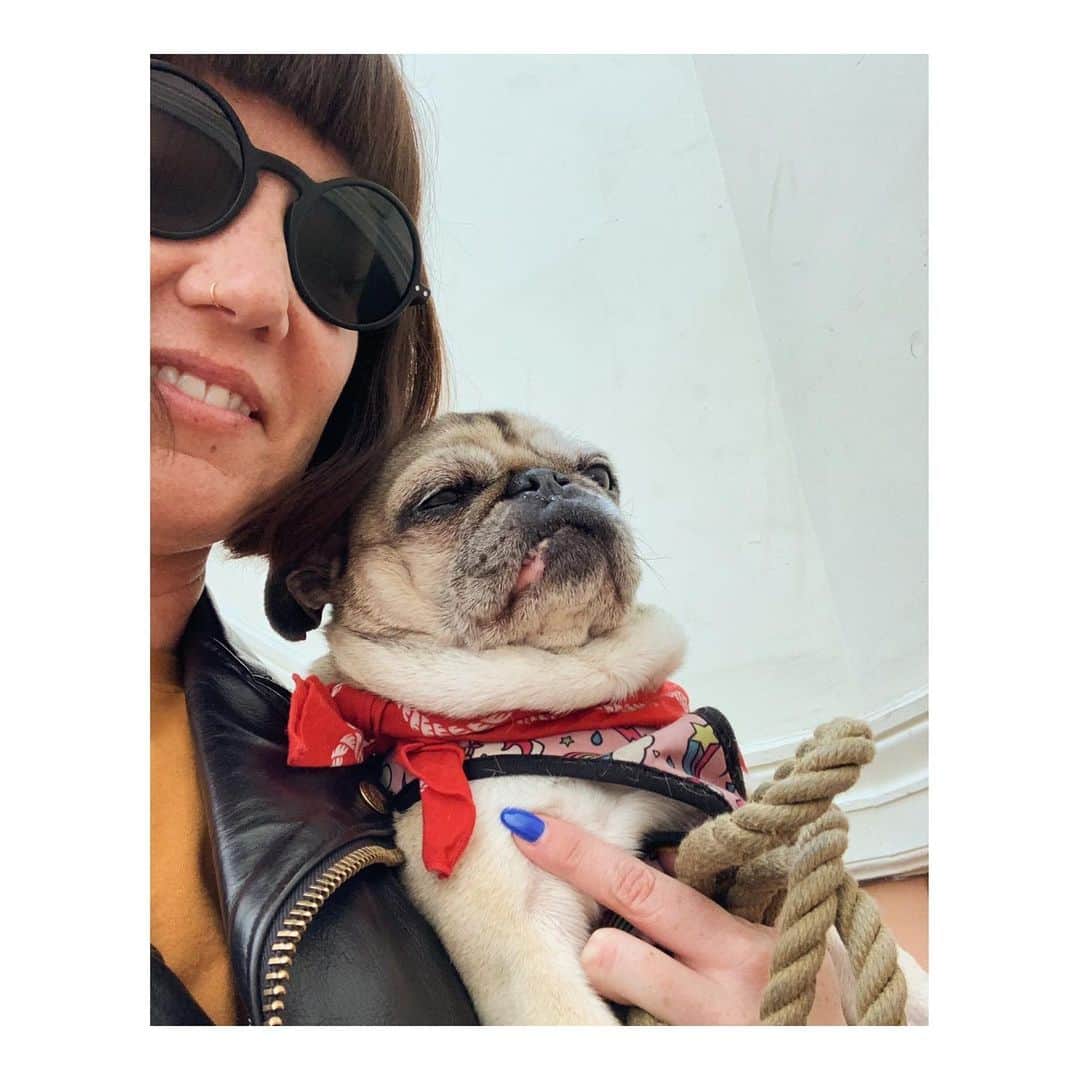 Melissa Santiagoのインスタグラム：「My grumpy little sidekick. #DailyPug #LeicaHarrietPancakes」
