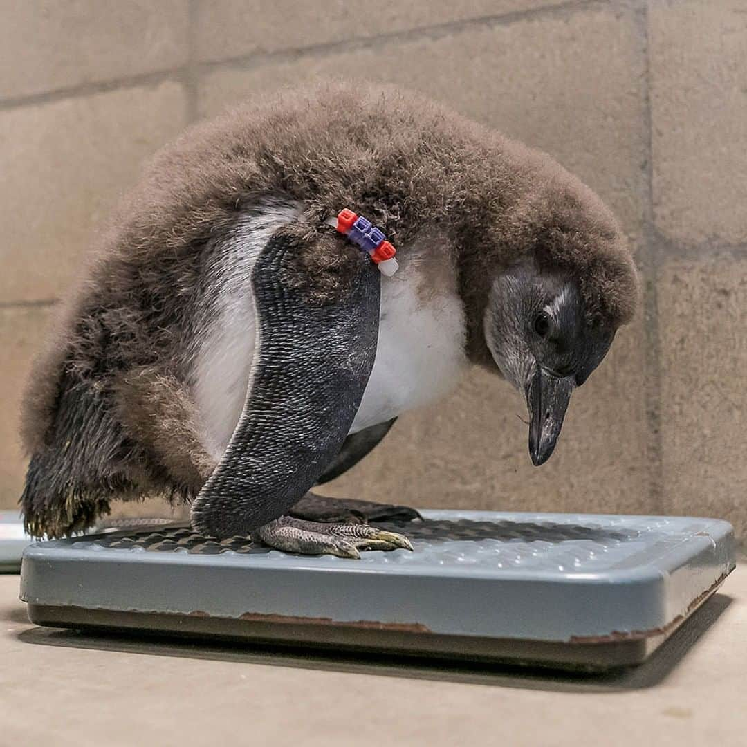 San Diego Zooさんのインスタグラム写真 - (San Diego ZooInstagram)「Every body is a beach body, especially if you're a 🐧  #pengwinning #penguinbeach #sdzooafricarocks #sandiegozoo」5月17日 1時56分 - sandiegozoo