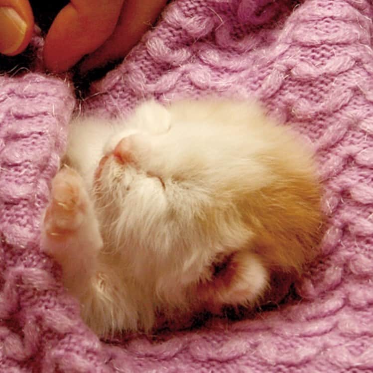 Kachimo Yoshimatsuさんのインスタグラム写真 - (Kachimo YoshimatsuInstagram)「おかき10歳。 #uchinonekora #okaki #kindle #neko #cat #catstagram #kachimo #猫 #ねこ #うちの猫ら http://kachimo.exblog.jp」5月17日 0時41分 - kachimo