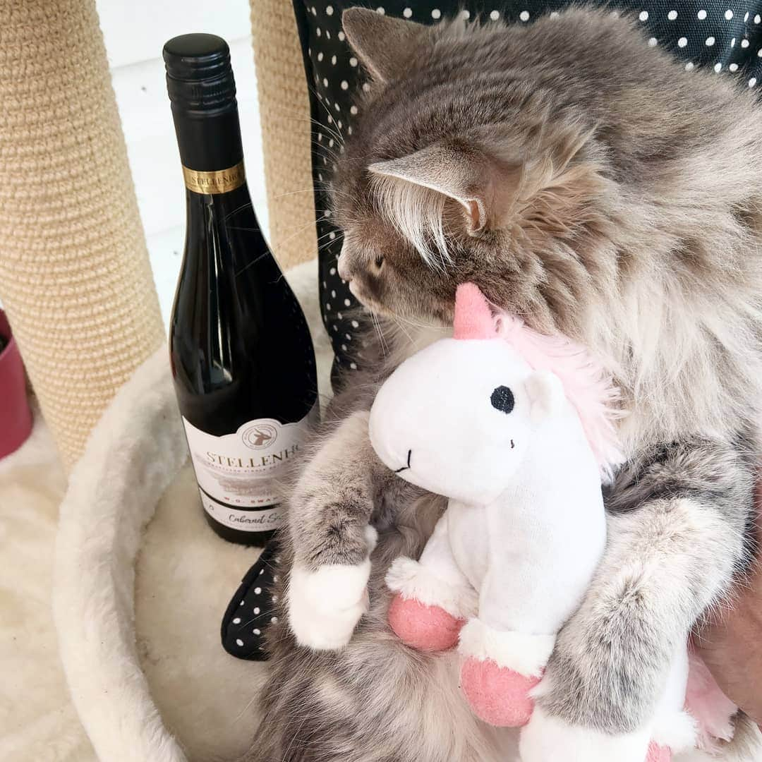 Nila & Miloさんのインスタグラム写真 - (Nila & MiloInstagram)「When it's a holiday tomorrow. 😂❤️ #wino #catnipunicorn #yesreally」5月17日 1時42分 - nilamilo