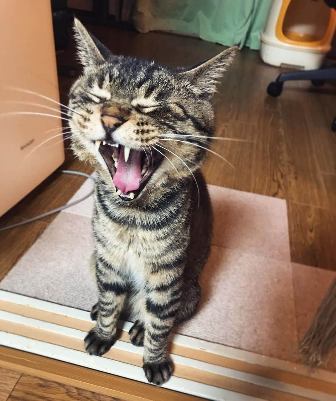 Musashiさんのインスタグラム写真 - (MusashiInstagram)「夜ムサシ。おやすみの大アクビ。Big yawn.😹 #musashi #mck #cat #キジトラ #ムサシさん#ねこすたぐらむ #musashi_the_cat」5月17日 1時44分 - _daisy