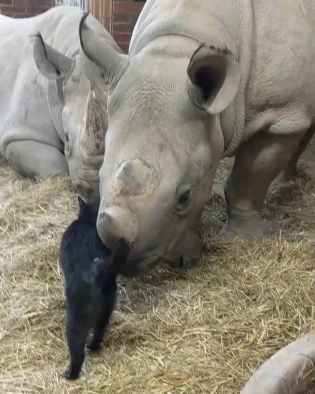 ナショナルジオグラフィックのインスタグラム