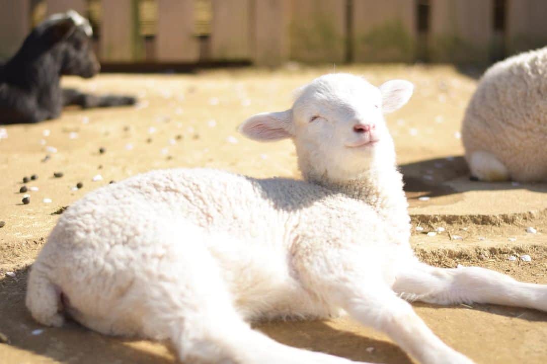 成田ゆめ牧場さんのインスタグラム写真 - (成田ゆめ牧場Instagram)「体柔らか過ぎません？👼 #成田ゆめ牧場 #ヒツジ #赤ちゃん #ふわもこ部  #牧場 #千葉県 #成田 #おでかけ  #naritadreamfarm #farm #farmstagram #sheep」5月16日 16時57分 - yumebokujo