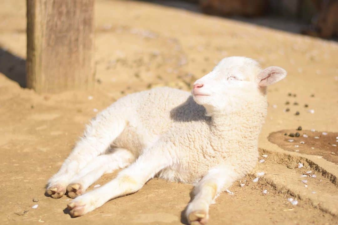 成田ゆめ牧場さんのインスタグラム写真 - (成田ゆめ牧場Instagram)「体柔らか過ぎません？👼 #成田ゆめ牧場 #ヒツジ #赤ちゃん #ふわもこ部  #牧場 #千葉県 #成田 #おでかけ  #naritadreamfarm #farm #farmstagram #sheep」5月16日 16時57分 - yumebokujo