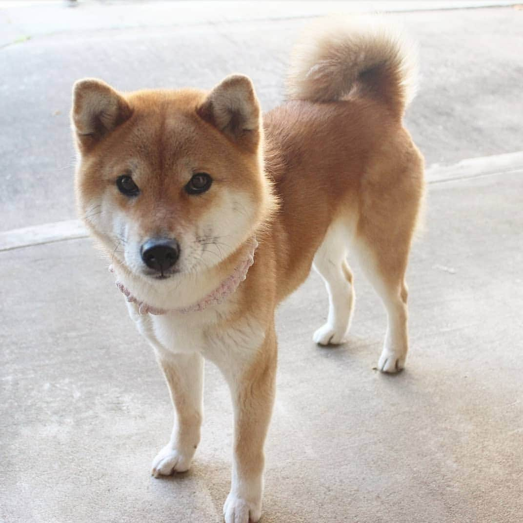 柴犬たま Shibainu Tamaのインスタグラム