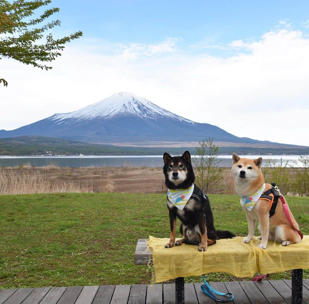 がんちゃんさんのインスタグラム写真 - (がんちゃんInstagram)「#てんタッキー富士山の旅  3日目 2019年5月9日  前日の絶景が忘れられずまた「山中湖交流プラザきらら」へ。 富士山とトーテムポール。 富士山と柴尻。 前日とは少し雪の量が違う富士山🗻  そしてこれまた富士山バックの朝ご飯タイム♪  富士山をバックに水辺の遊歩道があり本当に素敵な場所でした😊」5月16日 17時00分 - kota2ann