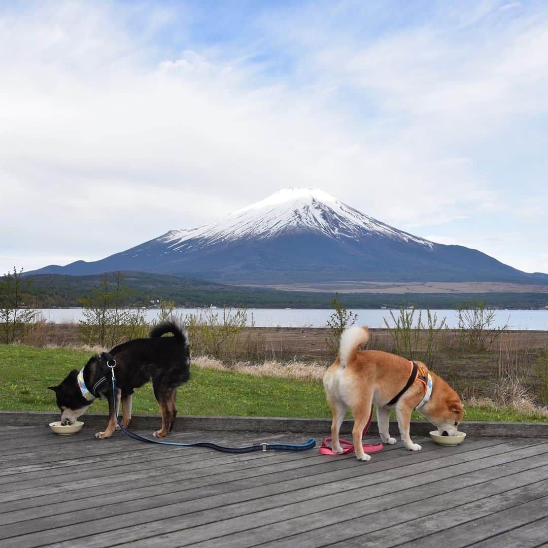 がんちゃんさんのインスタグラム写真 - (がんちゃんInstagram)「#てんタッキー富士山の旅  3日目 2019年5月9日  前日の絶景が忘れられずまた「山中湖交流プラザきらら」へ。 富士山とトーテムポール。 富士山と柴尻。 前日とは少し雪の量が違う富士山🗻  そしてこれまた富士山バックの朝ご飯タイム♪  富士山をバックに水辺の遊歩道があり本当に素敵な場所でした😊」5月16日 17時00分 - kota2ann