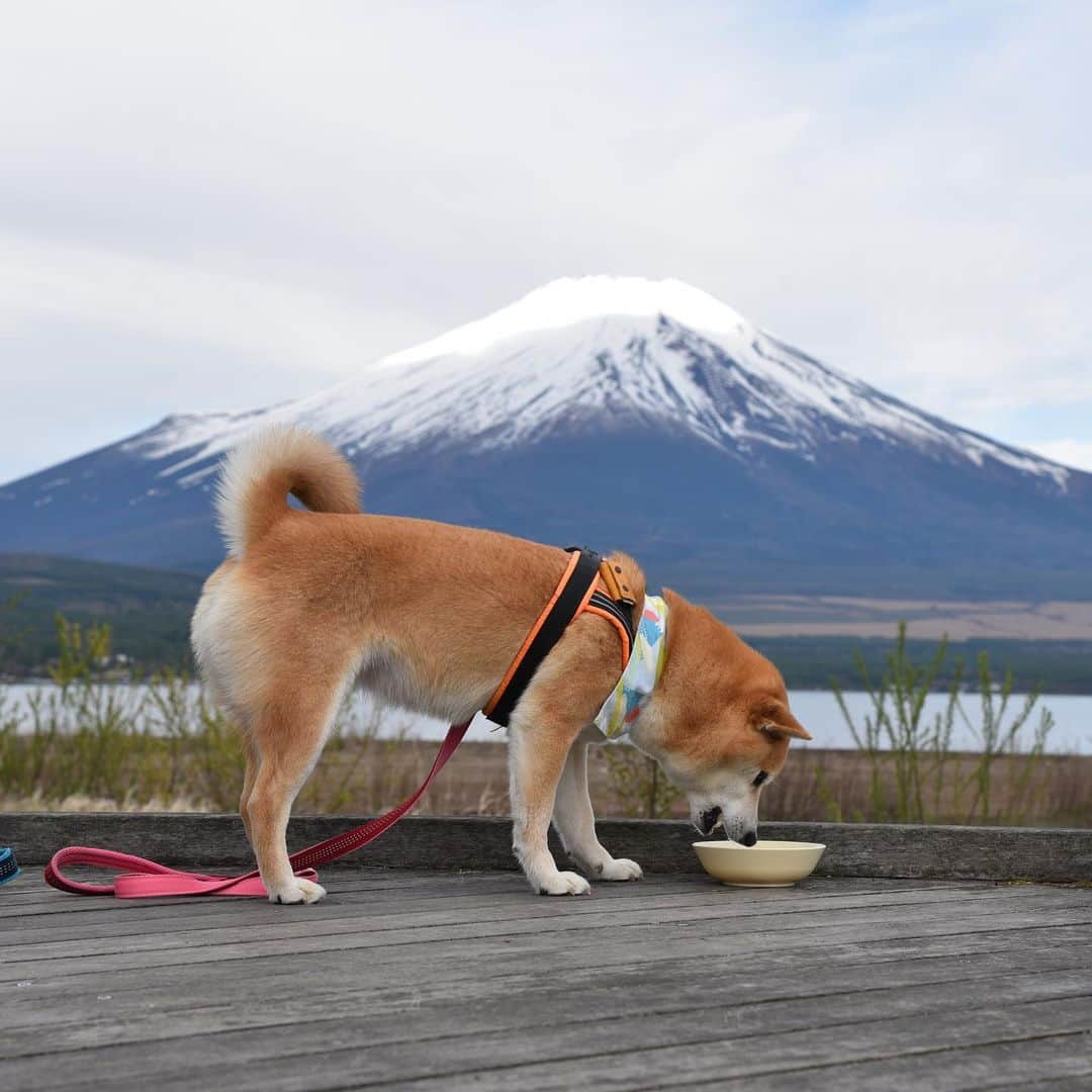 がんちゃんさんのインスタグラム写真 - (がんちゃんInstagram)「#てんタッキー富士山の旅  3日目 2019年5月9日  前日の絶景が忘れられずまた「山中湖交流プラザきらら」へ。 富士山とトーテムポール。 富士山と柴尻。 前日とは少し雪の量が違う富士山🗻  そしてこれまた富士山バックの朝ご飯タイム♪  富士山をバックに水辺の遊歩道があり本当に素敵な場所でした😊」5月16日 17時00分 - kota2ann