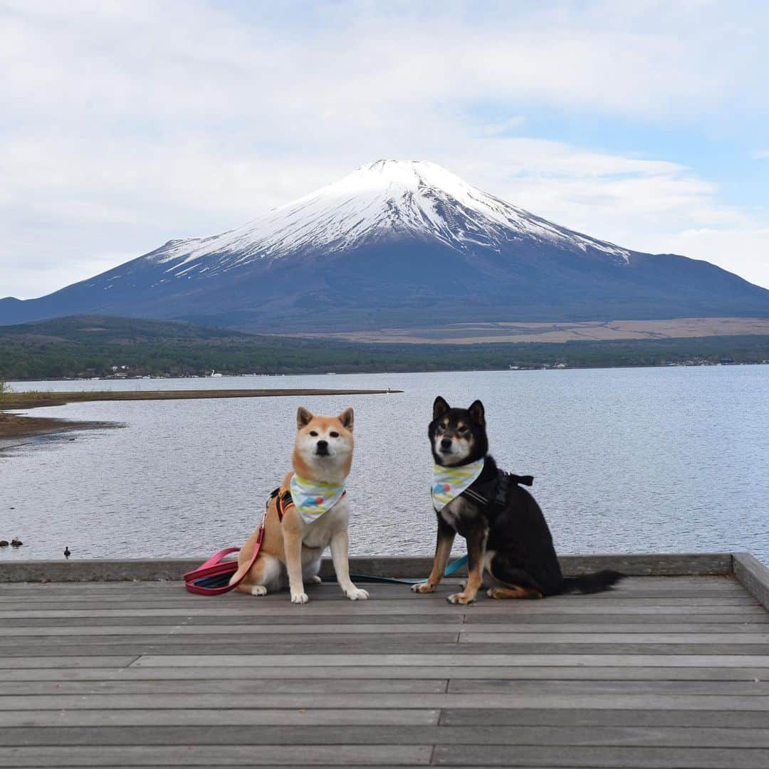 がんちゃんさんのインスタグラム写真 - (がんちゃんInstagram)「#てんタッキー富士山の旅  3日目 2019年5月9日  前日の絶景が忘れられずまた「山中湖交流プラザきらら」へ。 富士山とトーテムポール。 富士山と柴尻。 前日とは少し雪の量が違う富士山🗻  そしてこれまた富士山バックの朝ご飯タイム♪  富士山をバックに水辺の遊歩道があり本当に素敵な場所でした😊」5月16日 17時00分 - kota2ann