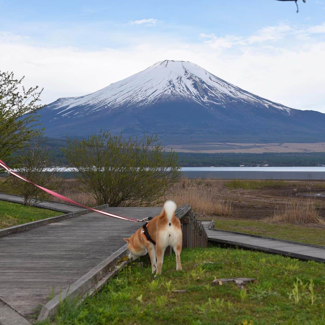 がんちゃんさんのインスタグラム写真 - (がんちゃんInstagram)「#てんタッキー富士山の旅  3日目 2019年5月9日  前日の絶景が忘れられずまた「山中湖交流プラザきらら」へ。 富士山とトーテムポール。 富士山と柴尻。 前日とは少し雪の量が違う富士山🗻  そしてこれまた富士山バックの朝ご飯タイム♪  富士山をバックに水辺の遊歩道があり本当に素敵な場所でした😊」5月16日 17時00分 - kota2ann