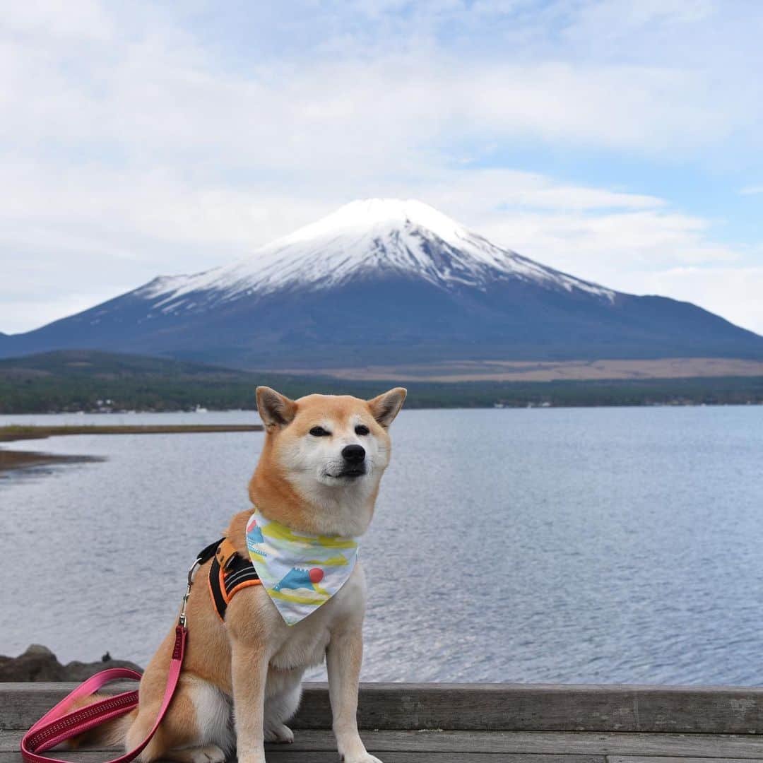 がんちゃんさんのインスタグラム写真 - (がんちゃんInstagram)「#てんタッキー富士山の旅  3日目 2019年5月9日  前日の絶景が忘れられずまた「山中湖交流プラザきらら」へ。 富士山とトーテムポール。 富士山と柴尻。 前日とは少し雪の量が違う富士山🗻  そしてこれまた富士山バックの朝ご飯タイム♪  富士山をバックに水辺の遊歩道があり本当に素敵な場所でした😊」5月16日 17時00分 - kota2ann