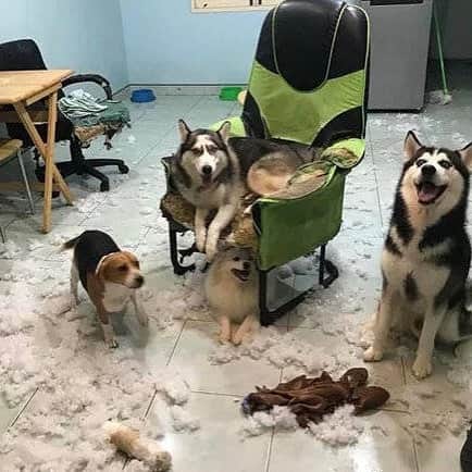 husky and malamuteさんのインスタグラム写真 - (husky and malamuteInstagram)「This is husky family.🙈🙈🙃🙃 From unknown.」5月16日 17時41分 - alaskandaily