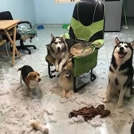 husky and malamuteのインスタグラム：「This is husky family.🙈🙈🙃🙃 From unknown.」