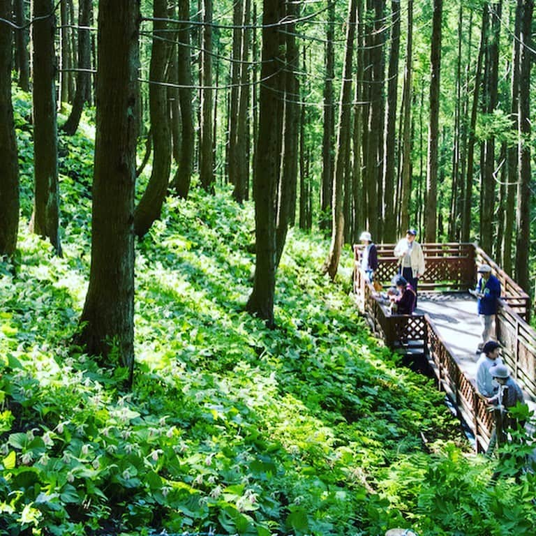 福島県さんのインスタグラム写真 - (福島県Instagram)「来て！　クマガイソウの里 　福島市水原地区の山林に、全国でも数少ないラン科の植物「クマガイソウ」の群生が広がります。ヤマブキソウやニリンソウなどの希少な山野草も鑑賞できます。  #福島市 #クマガイソウ #山野草 #福島 #ふくしま #ふくしまからはじめよう #来て #fukushima #futurefromfukushima #japantrip #fukushimatrip #art_of_japan #instagramjapan #japan_of_insta  #insta_fukushima  #special_spot_」5月16日 17時37分 - realize_fukushima