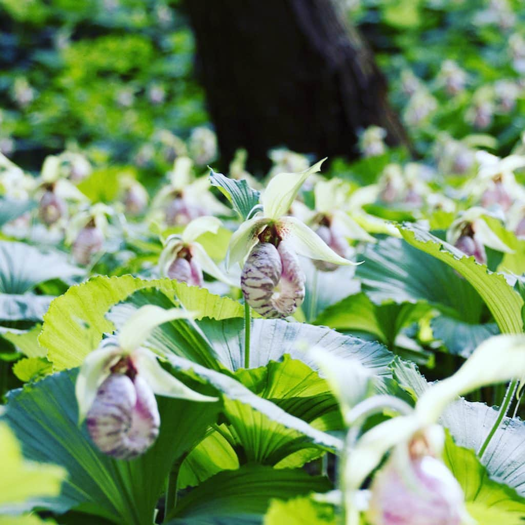 福島県さんのインスタグラム写真 - (福島県Instagram)「来て！　クマガイソウの里 　福島市水原地区の山林に、全国でも数少ないラン科の植物「クマガイソウ」の群生が広がります。ヤマブキソウやニリンソウなどの希少な山野草も鑑賞できます。  #福島市 #クマガイソウ #山野草 #福島 #ふくしま #ふくしまからはじめよう #来て #fukushima #futurefromfukushima #japantrip #fukushimatrip #art_of_japan #instagramjapan #japan_of_insta  #insta_fukushima  #special_spot_」5月16日 17時37分 - realize_fukushima