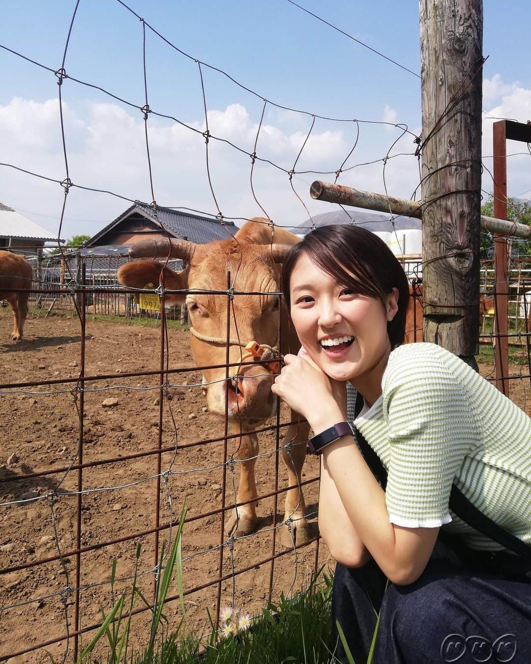 あさイチさんのインスタグラム写真 - (あさイチInstagram)「おうみです。熊本の南阿蘇村へ行ってきました！地震から３年、観光に来てもらうことが励みになると地元の方々はおっしゃっていました。草原でのんびり放牧されているあか牛を見ると、何とも癒やされます。夏休みの旅行先に、おすすめです✨✨ #熊本 #南阿蘇村 #阿蘇 #観光  #あか牛 #牛 #🐂 #ソフトクリーム #ソフトクリーム食べたい #🍦 #近江友里恵 アナ #nhk #あさイチ #8時15分から」5月16日 17時37分 - nhk_asaichi