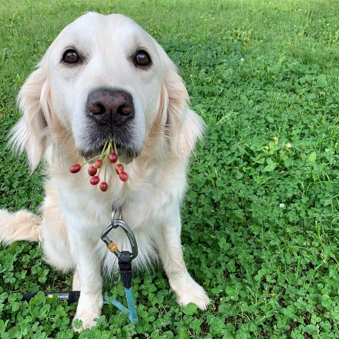 P太郎ママさんのインスタグラム写真 - (P太郎ママInstagram)「あなたとわたし さくらんぼ🍒〜。 #goldenretriever  #ゴールデンレトリバー  て。 めっちゃ数が多いやん。 修羅場？？？」5月16日 17時39分 - ptarodada