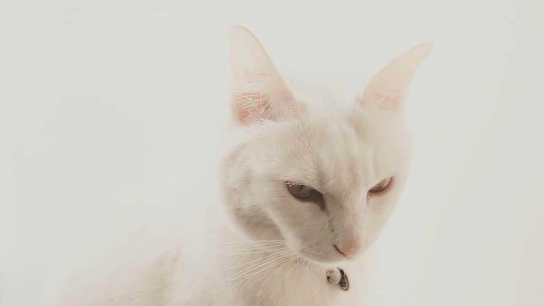 相原コージさんのインスタグラム写真 - (相原コージInstagram)「#ねこ #しろねこ  #cat #whitecat」5月16日 17時47分 - kojiaihara