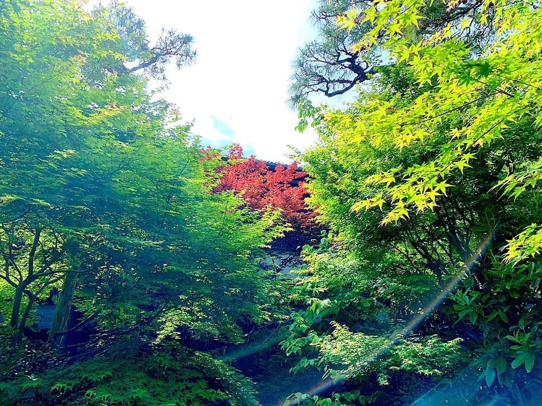 百合華さんのインスタグラム写真 - (百合華Instagram)「京都の蹴上辺りを散策してきました🎶﻿ ﻿ お手入れが行き届いた新緑の日本庭園に美しく咲き誇る紫色のカキツバタを眺めつつ、ゆったりと流れる時間に暫し身を委ねながらの日光浴タイム🥰﻿ ﻿ 錦鯉さん達も気持ち良さげに泳いではりました🎶﻿ ﻿ 今日もとっても良いお天気で絶好のお散歩日和だったな❤️﻿ ﻿ #京都﻿ #蹴上﻿ #蹴上インクライン﻿ #散策﻿ #お散歩﻿ #お散歩日和﻿ #カキツバタ﻿ #新緑﻿ #日光浴﻿ #錦鯉﻿ #気持ち良い」5月16日 18時06分 - yurika.lovelily