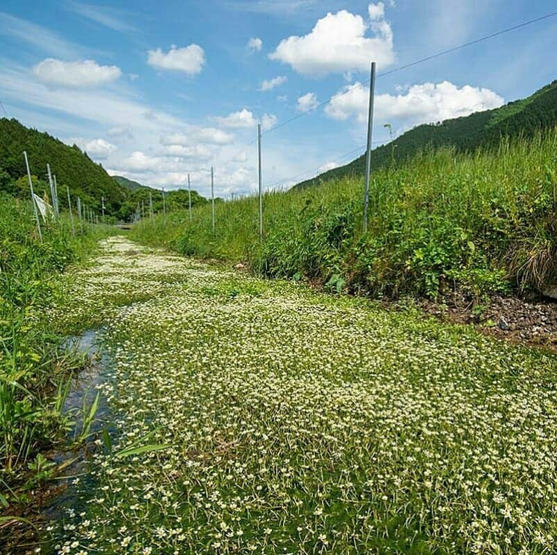 兵庫県さんのインスタグラム写真 - (兵庫県Instagram)「兵庫県公式インスタグラム『love_hyogo』です。  love_hyogoでは皆さんが#lovehyogo のハッシュタグを付けて投稿していただいた写真から素敵な写真をご紹介させていただきます。  本日のピックアップは @oyamano_shuppo さんのお写真です👑 ハッシュタグをつけての投稿ありがとうございます🙏  写真は丹波市青垣町にある清水川で見ることができる『バイカモ』です📷  藻を流水になびかせ、可愛らしい真っ白の花をたくさん咲かせていますね✨ 二枚目のニホンカワトンボ（だと思うのですが…）とのコラボも雰囲気が出て凄く素敵です✨  清水川ではこの時期、キレイな水でしか育たない水生植物のバイカモの花が見頃になります✨ 兵庫県のレッドデータブックで絶滅の危険が増大しているＢランクに指定されています。 台風や水枯れなどで何度か消滅しましたが、地元の自治会の手によって復活し、今もなお保護に努めています。 投稿者様も地元の方とのお話で、野生のクレソンを間引いたりとバイカモがキレイに見ることができるよう、努めてくださっているそうです。  バイカモの花は夏頃まで楽しめるそうですので、ぜひ皆様も涼し気なこの光景を眺めに足を運んでみてください😉💕 兵庫にまつわる投稿は#lovehyogo のハッシュタグをお願いします👈  #兵庫県#兵庫#lovehyogo#love_hyogo#photooftheday#followme#丹波市#バイカモ#清水川#梅花藻#レッドデータブックＢランク#涼し気な光景#自慢したい兵庫の景色」5月16日 17時59分 - love_hyogo