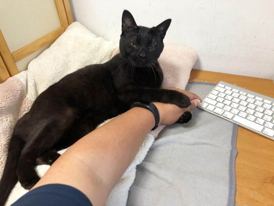 ホタテ＆クラム＆シラスのインスタグラム：「‪仕事の妨害され中‬。 #cat #neko #blackcat #猫 #ねこ #黒猫 #catstagram #instagram #instagramjapan #ig_japan #igersjp」