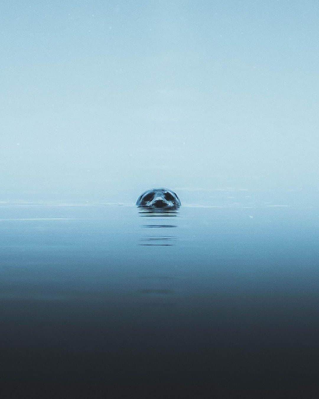 Canon Photographyさんのインスタグラム写真 - (Canon PhotographyInstagram)「Swipe to see what you might find in the waters behind this Norwegian Hut. Photographer | @tomkahler Senja Norway  5DMkiv + Canon 70-200mm F2.8 + 2xconverter | F5.6| ISO 1000 | 1/1600” sec  #canon_photos #seal #norway」5月16日 18時15分 - cpcollectives