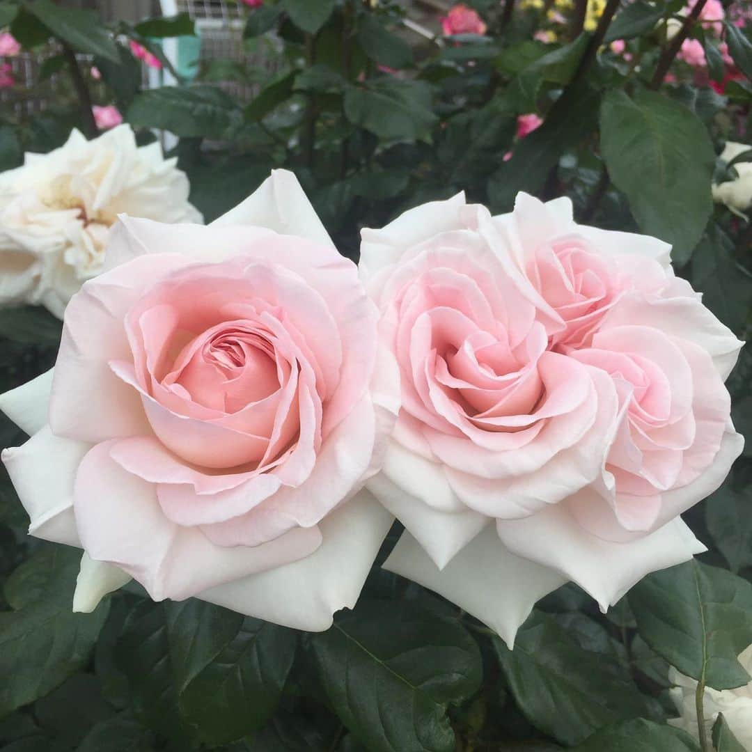 氏家恵さんのインスタグラム写真 - (氏家恵Instagram)「ばら公園行ってみた。 満開の🌹🌹🌹 いい香り✨✨ #青和ばら公園 #ばら #rose」5月16日 18時17分 - ujiiemegumi