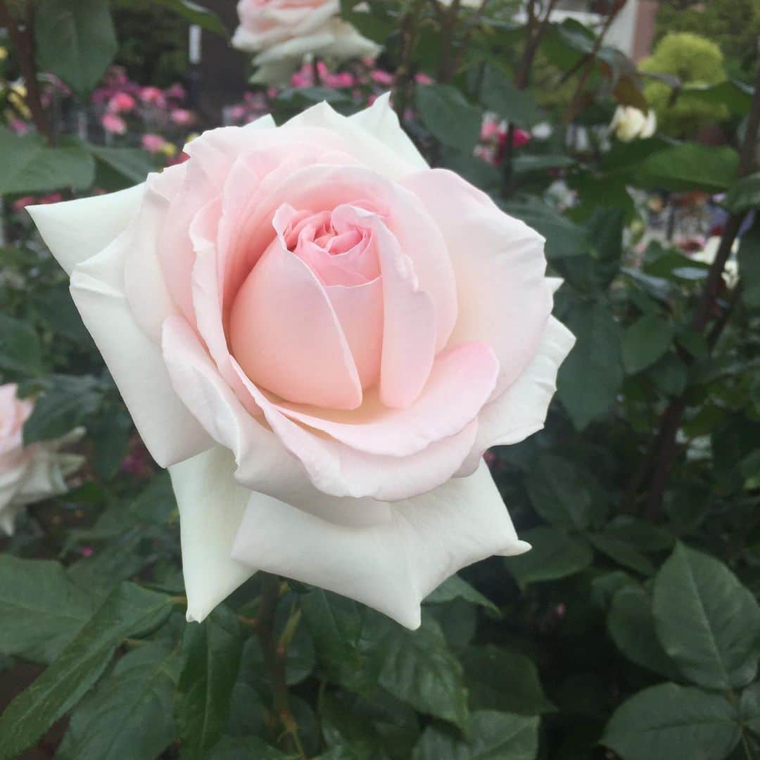 氏家恵さんのインスタグラム写真 - (氏家恵Instagram)「ばら公園行ってみた。 満開の🌹🌹🌹 いい香り✨✨ #青和ばら公園 #ばら #rose」5月16日 18時17分 - ujiiemegumi