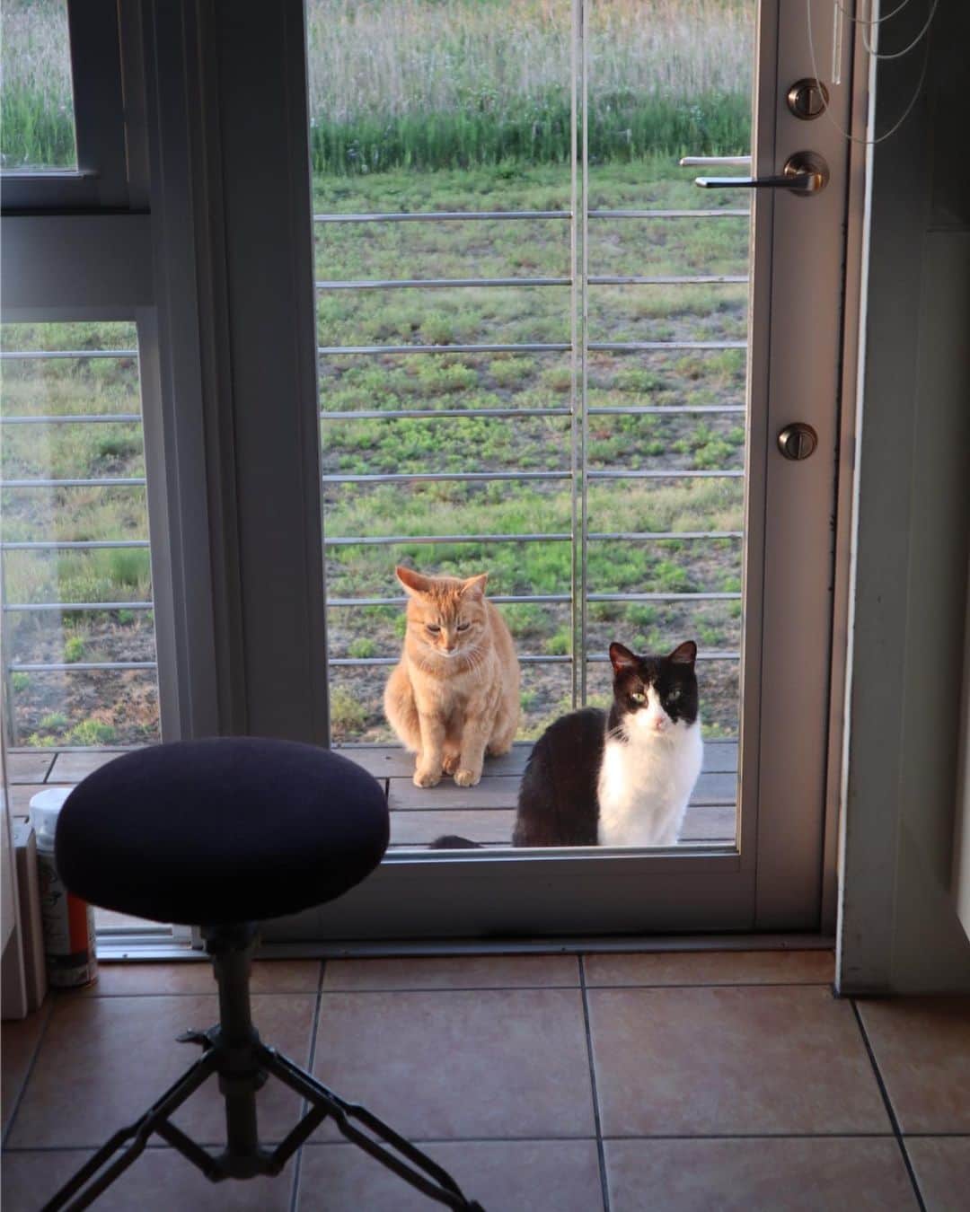 二ノ宮知子さんのインスタグラム写真 - (二ノ宮知子Instagram)「夕ご飯の支度をしてたら帰ってくる猫たち。でも今日は豆とかアスパラとかナスだよ。」5月16日 18時22分 - tomokoninomiyaa