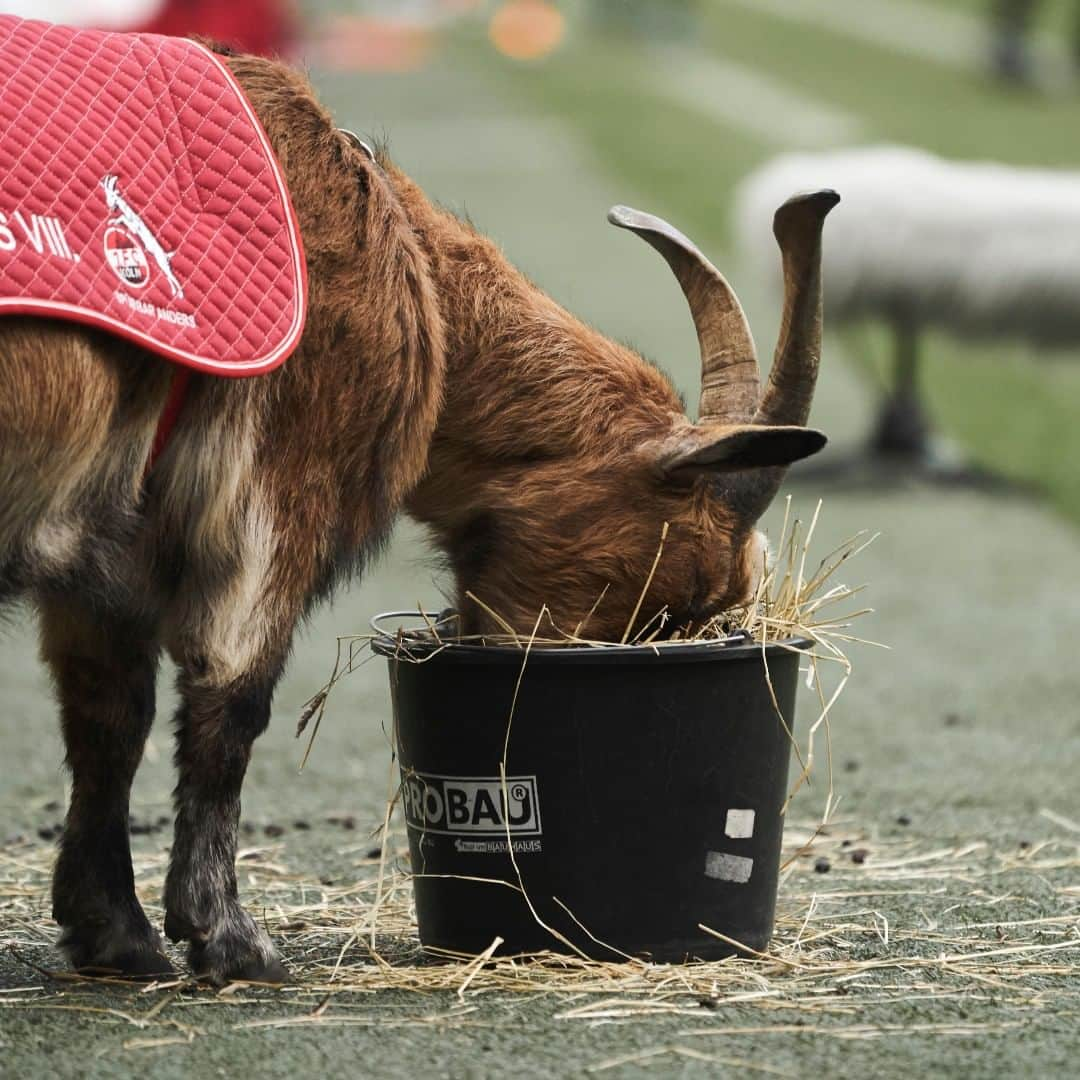 1.FCケルンさんのインスタグラム写真 - (1.FCケルンInstagram)「Hungrig bleiben. 😋  @hennes.viii #effzeh」5月16日 19時00分 - fckoeln