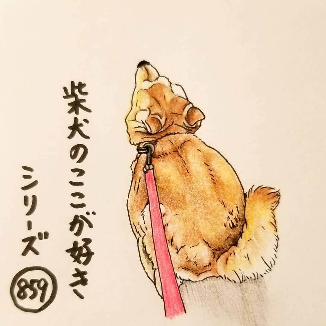 ハナとソラさんのインスタグラム写真 - (ハナとソラInstagram)「* 『柴犬のここが好きシリーズ859』 本気で走ると 顔が後ろに引っ張られるとこ。  耳だけじゃなく、目も後ろに引っ張られるから 少し怖い顔になるよね。 なぜか背中は丸まるけど * No.859 “When I spurted, my ear was pulled to the back.” * モデルは @kinagoro17 さんとこのきなこちゃんです💕 #柴犬のここが好き #favoritepartsofshibainu #illustration #dogart #drowing #shibastagram #shibainu #colorpencil #柴犬 #ここ柴部 #柴公園 #柴公園イラスト #柴公園エンディング #イラスト #いらすとぐらむ #しばすたぐらむ #全力疾走」5月16日 19時02分 - nsdikm_hanasora