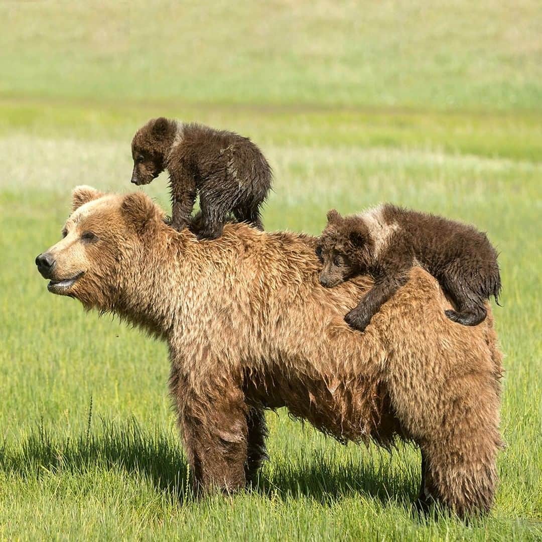 National Geographic Travelさんのインスタグラム写真 - (National Geographic TravelInstagram)「Photo by @DaisyGilardini | During spring, the bears graze like livestock at pasture. They’re particularly fond of the new, fresh sedges. Mother bears, freshly emerged from their winter dens, teach their newborn cubs about life in the great outdoors. On a warm sunny days these two cubs decided it was much more convenient to hitch a ride on mama back! Lake Clark National Park - Alaska - USA Follow me @DaisyGilardini for more images and stories behind the scenes #Alaska #bear #grizzlybear #brownbear #LakeClarkNationalPark #motherhood」5月16日 19時05分 - natgeotravel