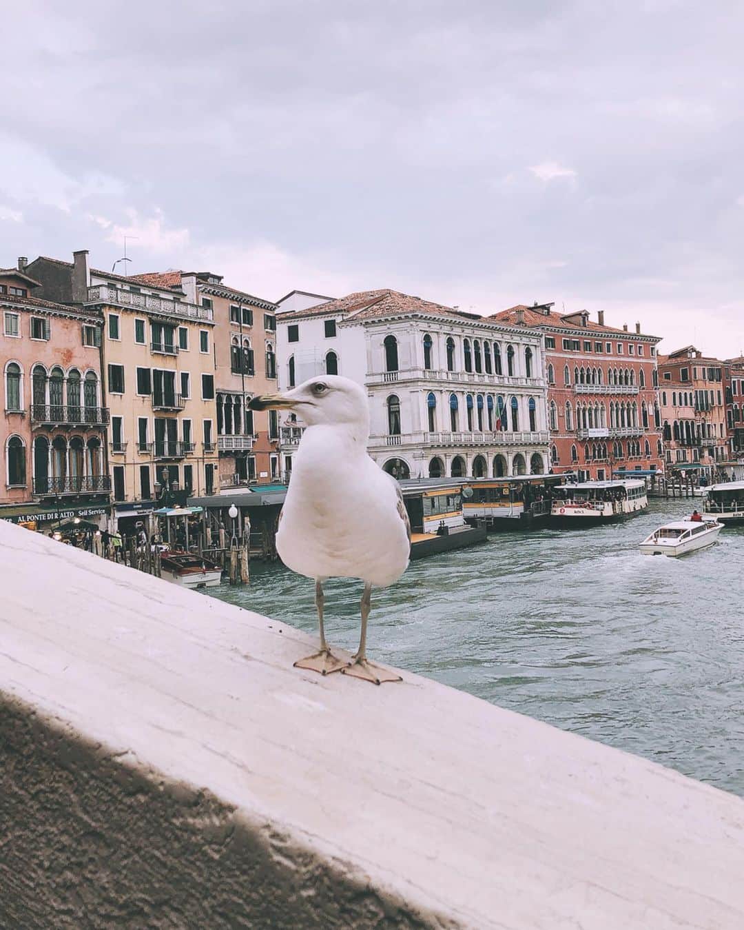相知明日香さんのインスタグラム写真 - (相知明日香Instagram)「🇮🇹 | Venice |  ITALY the memories of VENICE...🎭 . 我第一次來到威尼斯🎭 . 描いていた通りの世界が広がっていたヴェネツィア🎭 ミラノ〜ベニスの移動は Italoという新幹線で🎟 1人で移動だったのでびびって一番高い車両にしたら ドリンクやスナックのサービスまでありました😂🙏🏻✨ #あすかの旅スタinITALY #あすかの旅スタinSunPrincess #JTBSUNPRINCESSWORLDCRUISE2019 #SunPrincess #WorldCruise #Cruise #JTB #Venice#Venezia#ITALY#ITALIA#Travel#Traveler#Violinist#Artist#music#love#happy#violin#beautiful#相知明日香#旅するヴァイオリニスト#旅#旅行#ヴァイオリン#音楽#イタリア#ヴェネツィア#ベニス#🇮🇹」5月16日 19時11分 - asukalohappy