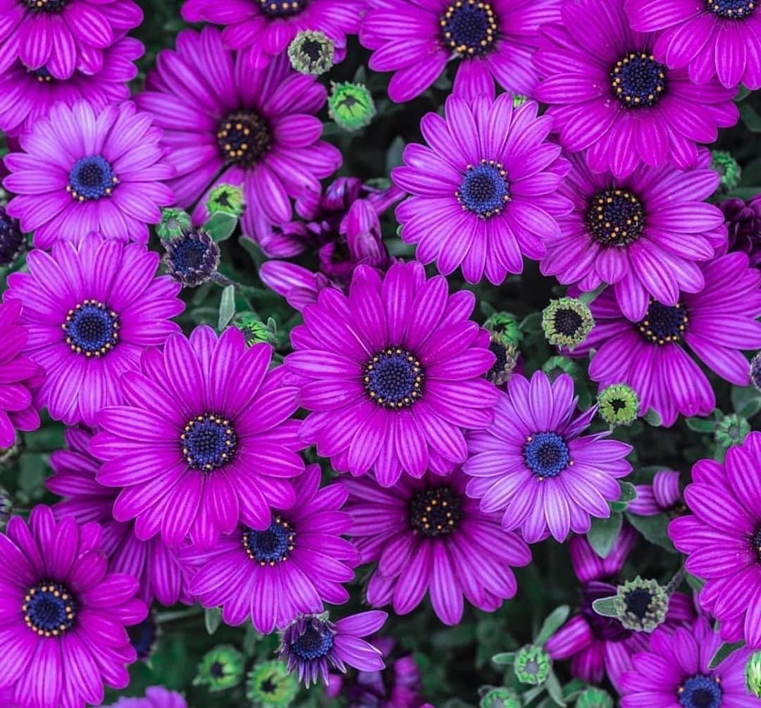 花の写真館のインスタグラム：「Photo by @hidetsugu.tokuda.⠀ https://instagram.com/hidetsugu.tokuda/⠀ .⠀ Original Post[投稿頂いたURL]⠀ https://www.instagram.com/p/BhROFZgDGZH/⠀ .⠀ 本アカウントは、 #私の花の写真 をつけてInstagramに投稿された皆さまの花の写真や、「花の写真館」Facebookページで投稿された花の写真を紹介します。⠀ 「花の写真館」Facebookページは、「 @floral.photograph 」のプロフィールにあるURLからご覧ください。⠀ .⠀ #花の写真館 #floralphotograph #floralphoto #flower #flowers #富士フイルム #FUJIFILM⠀ Follow: @floral.photograph」