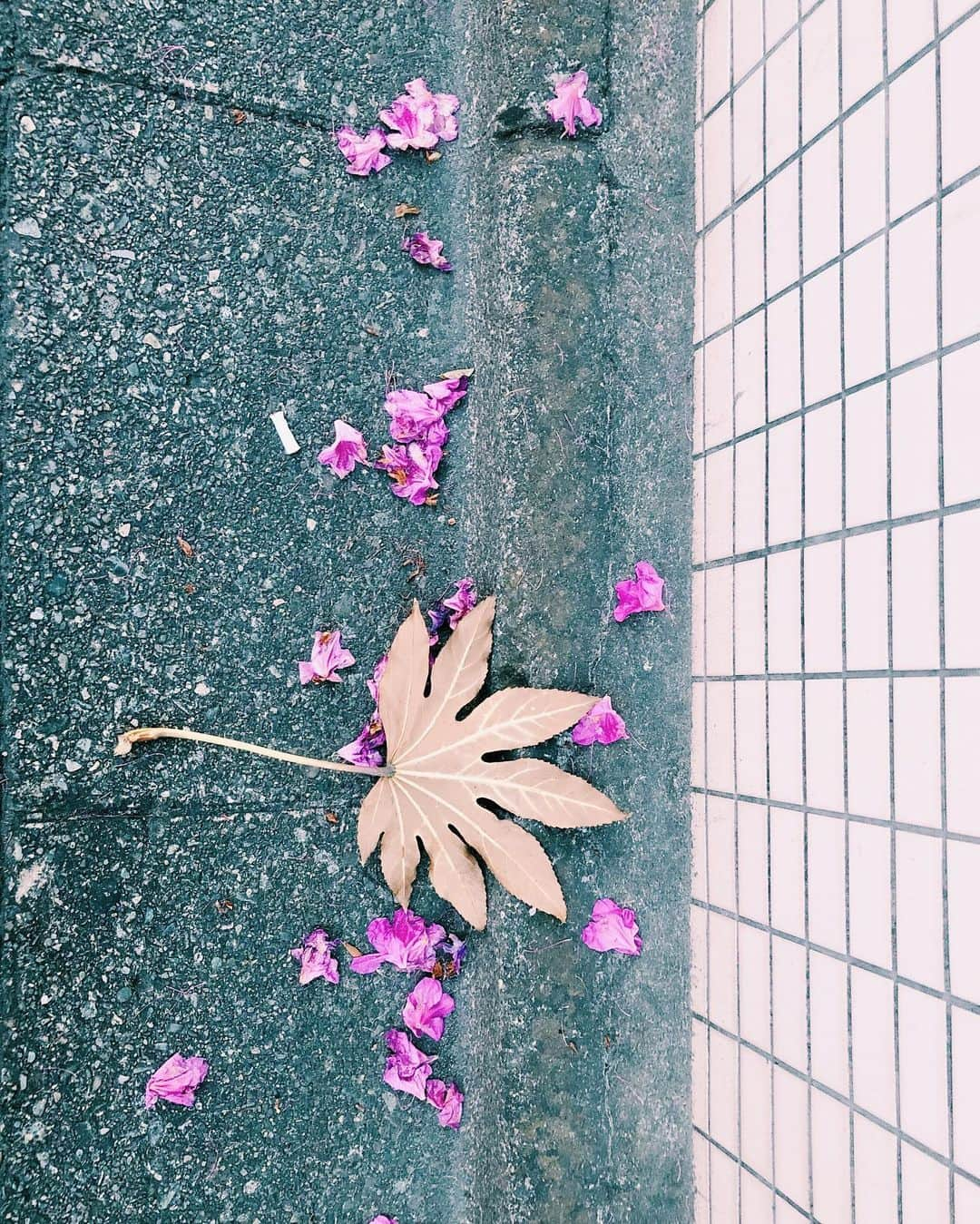 南波志帆さんのインスタグラム写真 - (南波志帆Instagram)「帰り道、可愛いの落ちてた…！ #🍁 #🎀」5月16日 19時32分 - nanbashiho