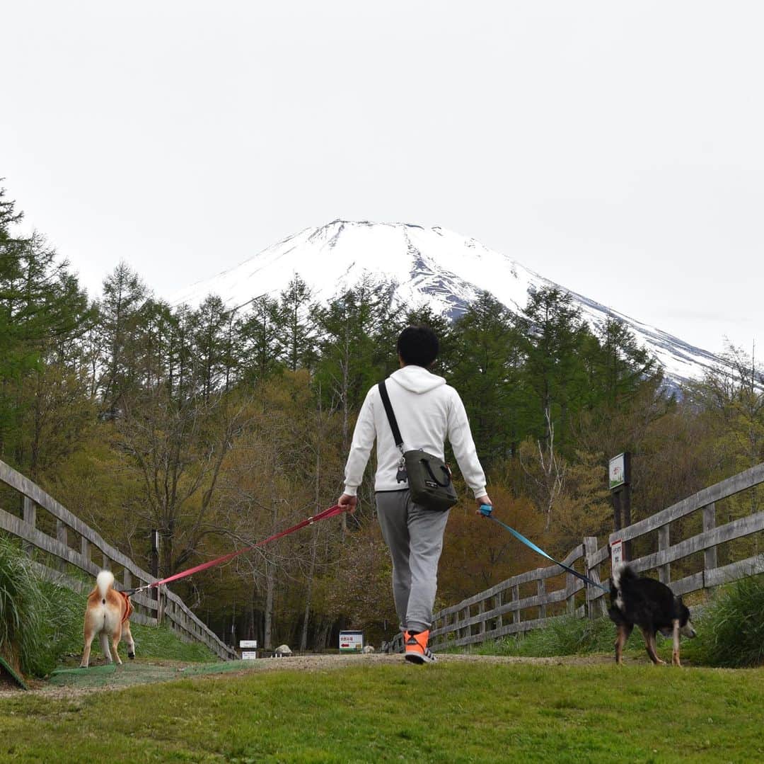 がんちゃんさんのインスタグラム写真 - (がんちゃんInstagram)「#てんタッキー富士山の旅  3日目 2019年5月9日  富士山を見ながらの朝食の後はWoofに戻り人間の朝食。  ショップでボールとおやつを買って大好きな「林のラン」へ。  ここのランで走らせたかったんです😍のんびり楽しんでからチェックアウト。2日間楽しい時間をありがとうございました😊てんタッキーともとても楽しく過ごしてくれました。  あと1ヶ所だけ寄って帰ろうね。  #ドッグリゾートwoof  #林のラン #広すぎて鹿が出るらしい」5月16日 19時47分 - kota2ann