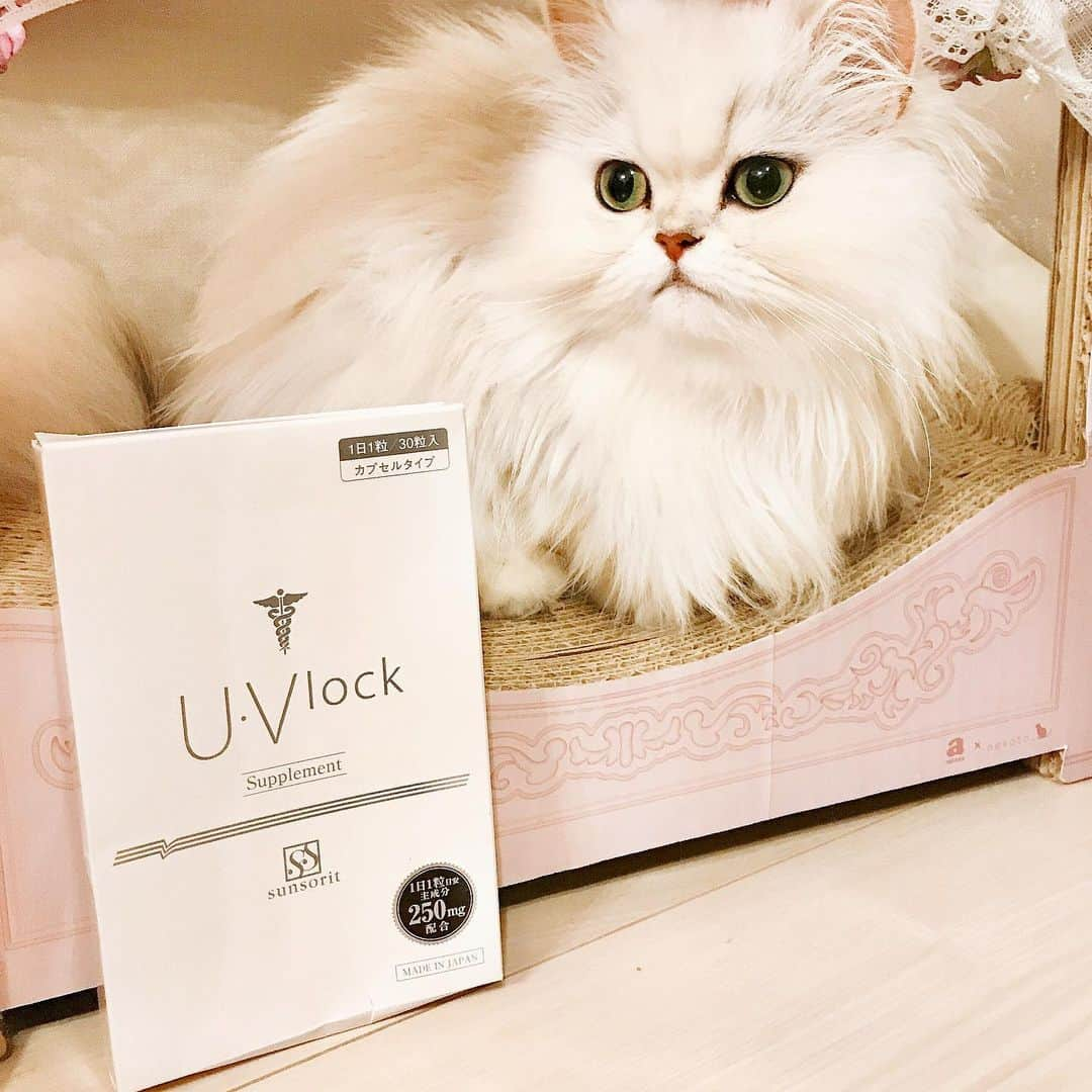 manami☺︎satoさんのインスタグラム写真 - (manami☺︎satoInstagram)「* 日差しに負けない！🌞 『U・Vlock (ユーブロック)』 UVケアサプリメント🌱🍋 ・ 肌老化の原因の8割が紫外線という怖い事実🙀 毎日の紫外線ケアが本当に大事！ ・ ユーブロックは、シトラスとハーブの複合処方 である『ニュートロックサン』が配合されています✨ ニュートロックサンは、紫外線を浴びた時に 大量発生する活性酸素にアプローチしてくれるそう🧚‍♀️ 日焼けによるシミ・肌老化対策にも🙌 ・ 飲むことによって、24時間紫外線からお肌を 守ってくれます🥺 4月から紫外線量が多くなってきているので、 毎日飲んでいます✨ ・ 紫外線ケア、美肌ケア、アンチエイジングケア にオススメです💁‍♀️💛 ・ 真っ白ふぅ様^ↀᴥↀ^💭笑 ・ #sunsorit #サンソリット #uvlock #ユーブロック #飲む日焼け止め #美白 #美白ケア#美容 #美容好きな人と繋がりたい #beauty #monipla #sunsorit_fan #チンチラシルバー#猫#ねこ#ペルシャ#猫のいる暮らし#냥스타그램#猫咪#KATZE#GATTA #meaw#kot#koty#catoftheday#cat#cats#instacat#catstagram#catsofinstagram」5月16日 19時48分 - fuwari_kinaco