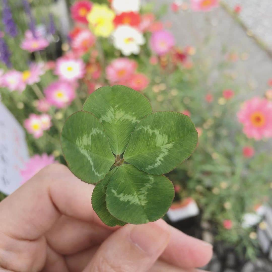 上野樹里さんのインスタグラム写真 - (上野樹里Instagram)「10000分の1の確率、五つ葉クローバー🍀  #スタッフさんからのプレゼント #五つ葉クローバー  #昨日からクランクイン #監察医朝顔」5月16日 19時50分 - _juri_art_