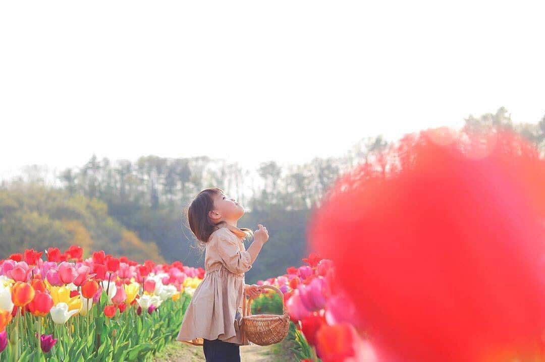 のインスタグラム：「こんばんは😊 現在、「春」をテーマにお写真・動画を募集中です✨ 本日の #タビスルキッズ はこちら💕 📷 @apc_27さん 🚩新潟県・長岡市「国営越後丘陵公園」 🎙ご本人コメント 「毎年同じ時期に同じ場所で撮影☺︎ 来年もまた来ようね＊」 ﻿﻿﻿＊＊＊＊＊＊ 色々な色のチューリップが素敵ですね🌷 かわいいお写真ありがとうございます✨」